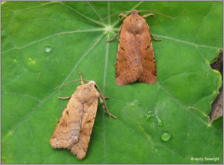 Beaded Chestnut, Agrochola lychnidis