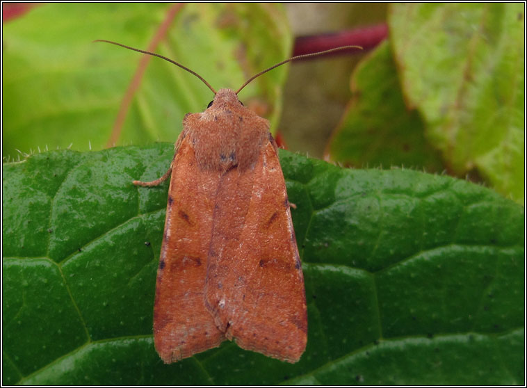 Beaded Chestnut, Agrochola lychnidis