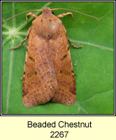 Beaded Chestnut, Agrochola lychnidis