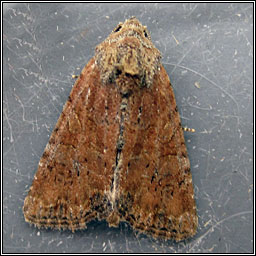 The Suspected, Parastichtis suspecta