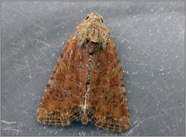 The Suspected, Parastichtis suspecta