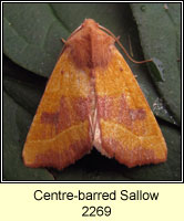 Centre-barred Sallow, Atethmia centrago