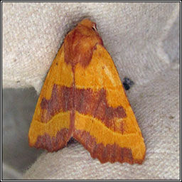 Centre-barred Sallow, Atethmia centrago