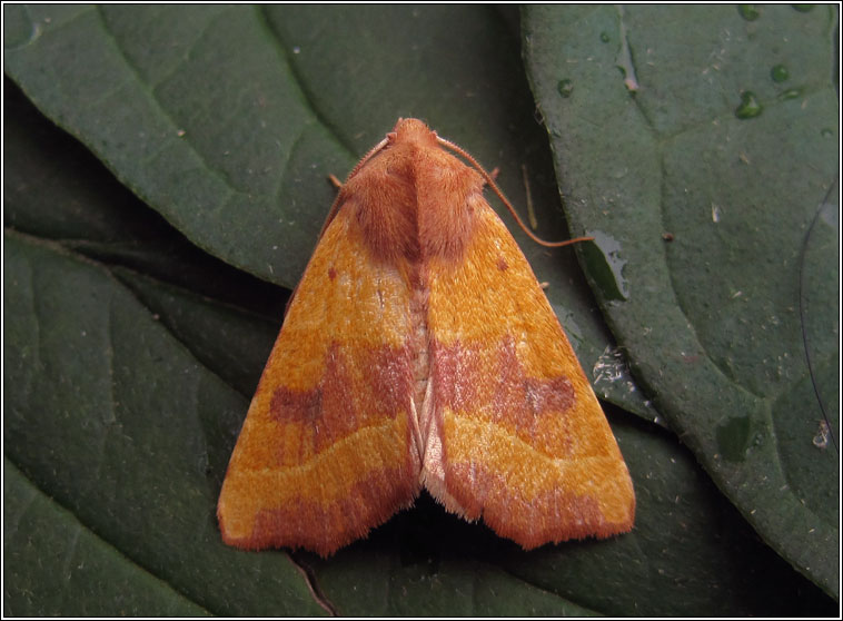 Centre-barred Sallow, Atethmia centrago