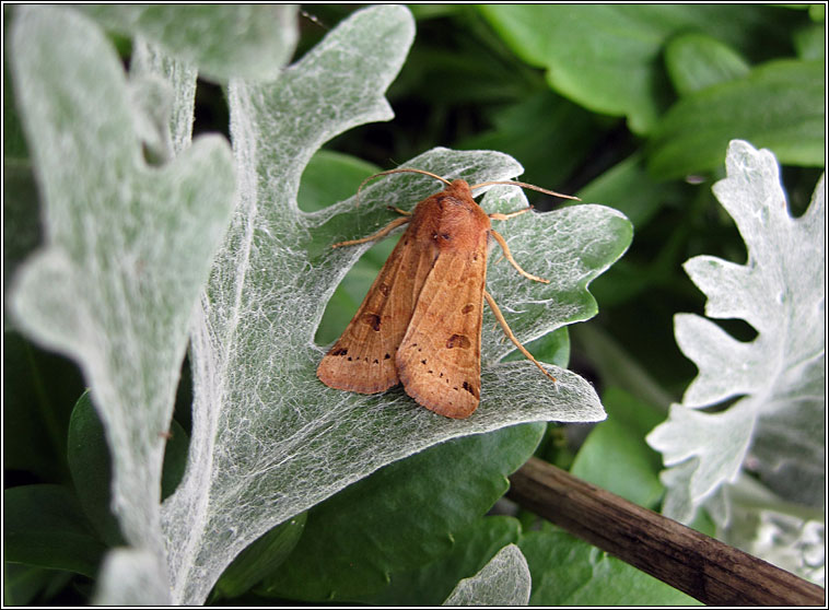 Lunar Underwing, Omphaloscelis lunosa