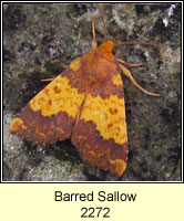 Barred Sallow, Xanthia aurago