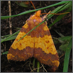 Barred Sallow, Xanthia aurago