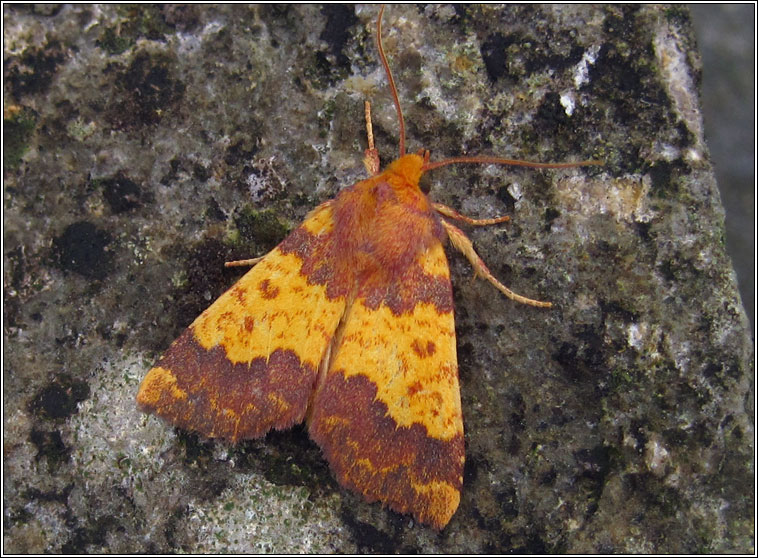 Barred Sallow, Xanthia aurago