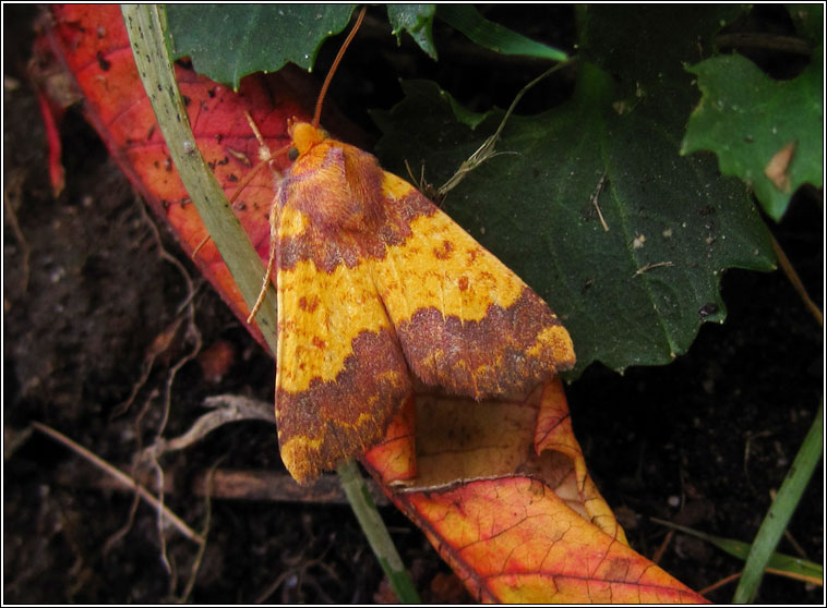 Barred Sallow, Xanthia aurago