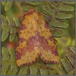 Pink-barred Sallow, Xanthia togata