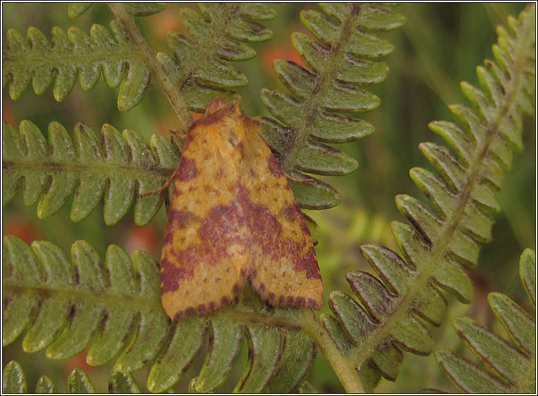 Pink-barred Sallow, Xanthia togata