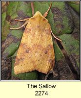 The Sallow, Xanthia icteritia