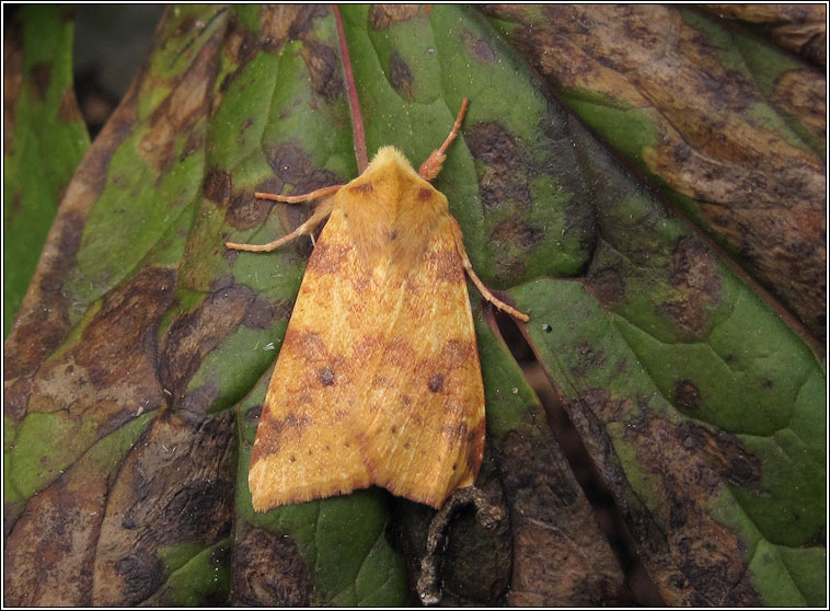 The Sallow, Xanthia icteritia