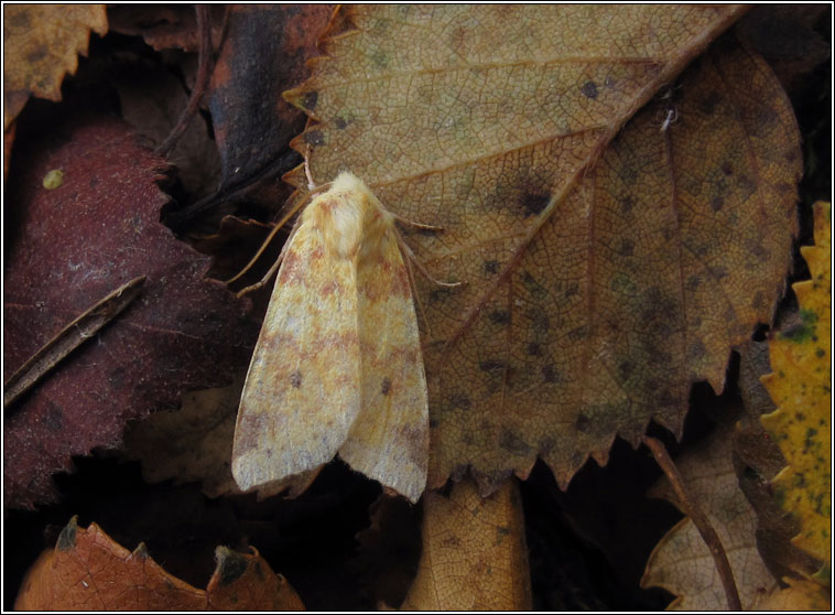 The Sallow, Xanthia icteritia