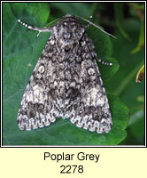 Poplar Grey, Acronicta megacephala