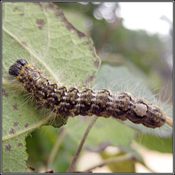 Poplar Grey, Acronicta megacephala