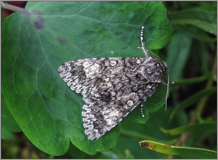 Poplar Grey, Acronicta megacephala