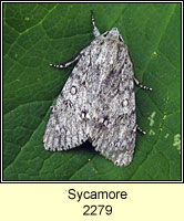 Sycamore, Acronicta aceris