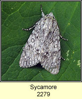 Sycamore, Acronicta aceris