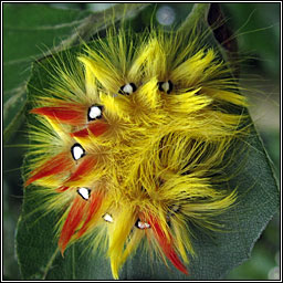 Sycamore, Acronicta aceris