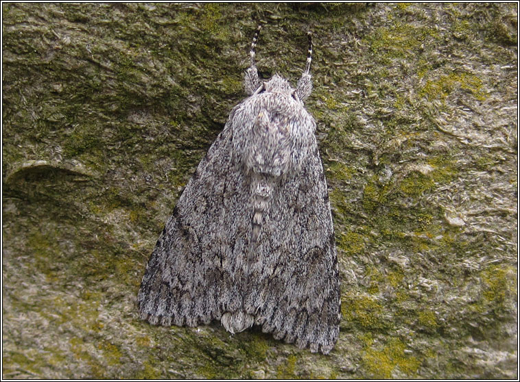 Sycamore, Acronicta aceris