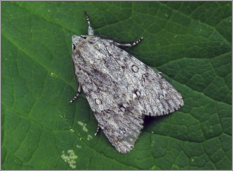 Sycamore, Acronicta aceris