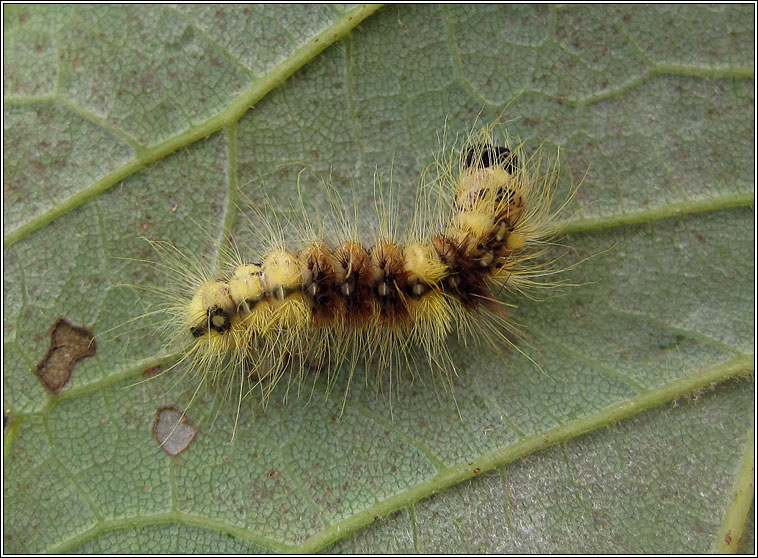 Sycamore, Acronicta aceris