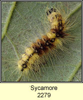 Sycamore, Acronicta aceris