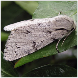 Miller, Acronicta leporina