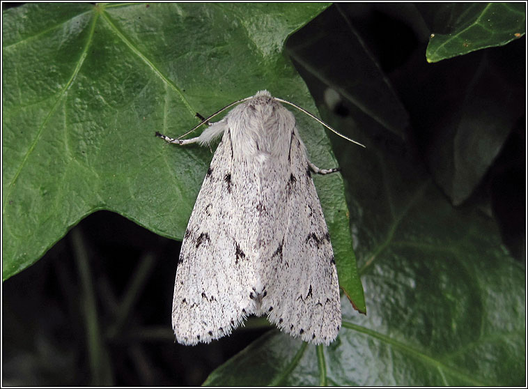 Miller, Acronicta leporina