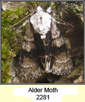 Alder Moth, Acronicta alni
