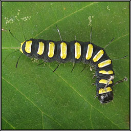 Alder Moth, Acronicta alni