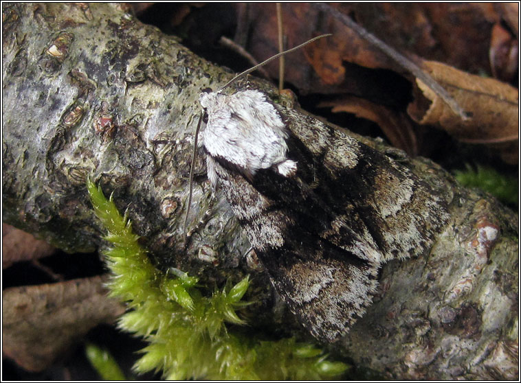 Alder Moth, Acronicta alni