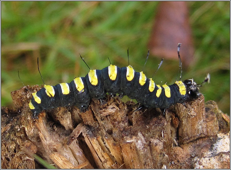 Alder Moth, Acronicta alni