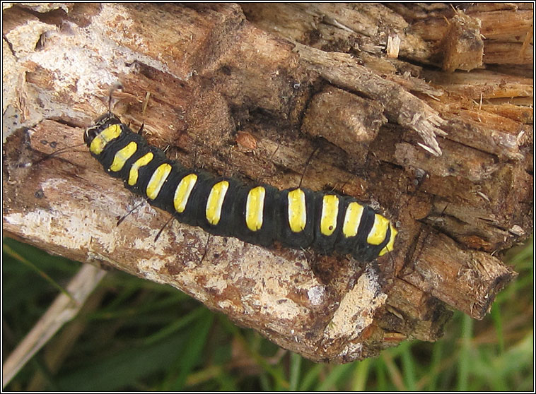 Alder Moth, Acronicta alni