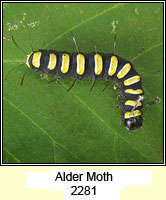 Alder Moth, Acronicta alni