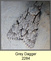 Grey Dagger, Acronicta psi