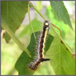 Grey Dagger, Acronicta psi, caterpillar