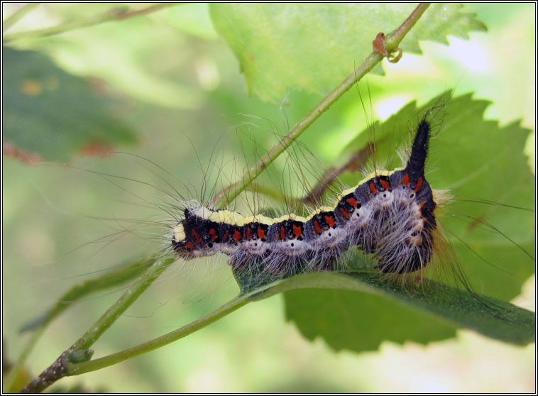 Grey Dagger, Acronicta psi