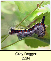 Grey Dagger, Acronicta psi