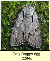 Grey Dagger agg, Acronicta agg