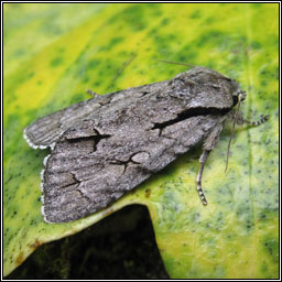 Grey Dagger agg, Acronicta