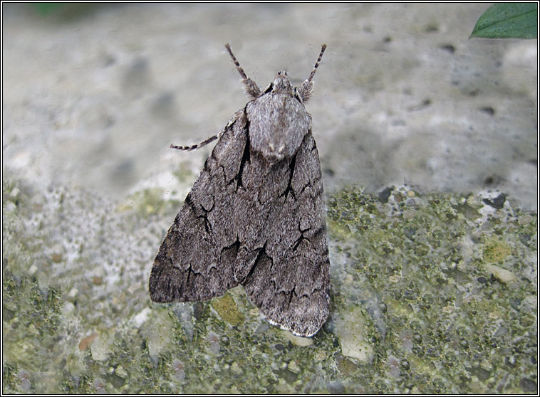 Grey Dagger agg, Acronicta