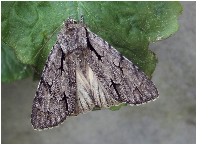 Grey Dagger agg, Acronicta