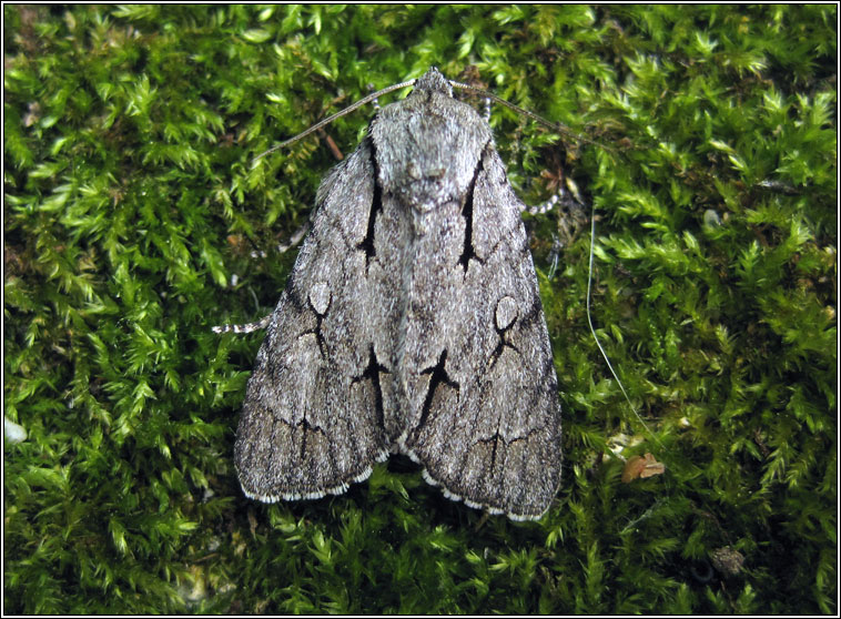 Grey Dagger agg, Acronicta