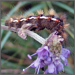 Knot Grass, Acronicta rumicis