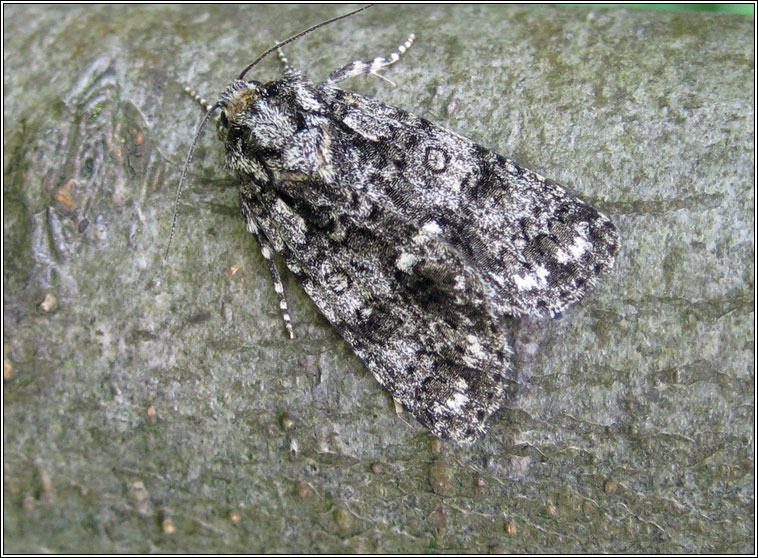 Knot Grass, Acronicta rumicis