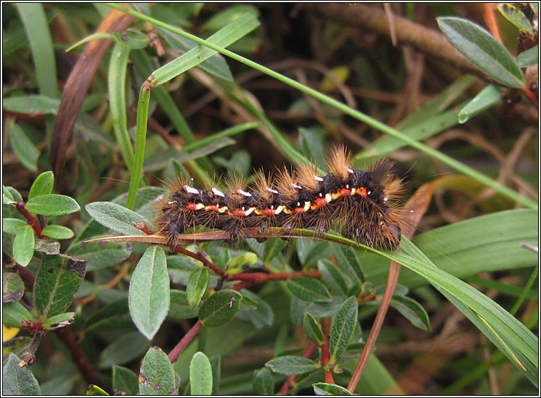 Knot Grass, Acronicta rumicis