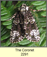 Coronet, Craniophora ligustri