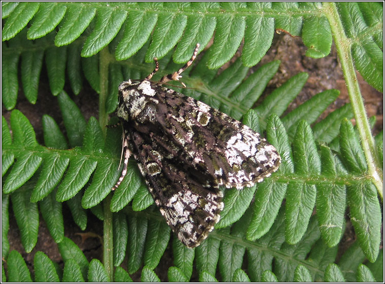 The Coronet, Craniophora ligustri